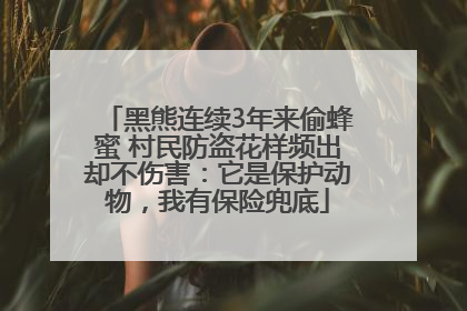 黑熊连续3年来偷蜂蜜 村民防盗花样频出却不伤害：它是保护动物，我有保险兜底