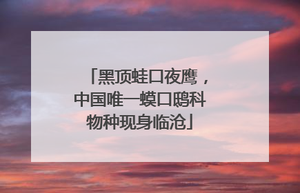 黑顶蛙口夜鹰，中国唯一蟆口鸱科物种现身临沧